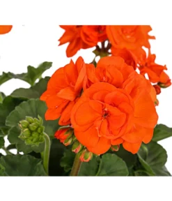 Stehende Geranie, Orange -Compo Verkaufsgeschäft 8813206 PR DE 001 PelargoniumZonaleOrangeGeranieStehendDehnerExpressHerzig