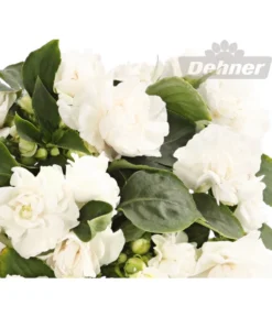 Fleißiges Lieschen, Gefüllt, Verschiedene Farben -Compo Verkaufsgeschäft 8814659 WE DE 001 ImpatiensWallerianaGefuelltWeissDehnerExpressHerzig