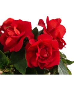 Fleißiges Lieschen, Gefüllt, Verschiedene Farben -Compo Verkaufsgeschäft 8814659 WE DE 002 ImpatiensWallGefT12