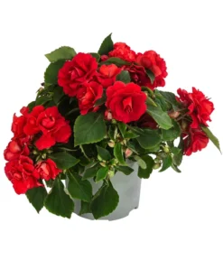 Fleißiges Lieschen, Gefüllt, Verschiedene Farben