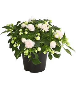 Fleißiges Lieschen, Gefüllt, Verschiedene Farben -Compo Verkaufsgeschäft 8814659 WE FS 014 FleissigesLieschenGefuelltImpatiensWallerianaT12