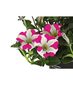 Hängepetunie 'Pink Heart®' -Compo Verkaufsgeschäft 8814899 WE DE 001 HaengepetuniePinkHeart