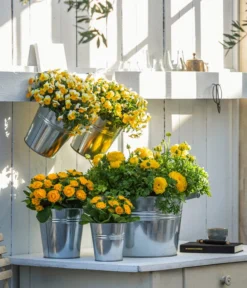 Beet- & Balkonpflanzen-Set Gelber Frühling, 6-teilig -Compo Verkaufsgeschäft 8815011 8808214 8806606 WE MO 001 RanunkelHornveilchenRosenprimel