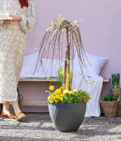 Dehner Gourmet Garten Zitronen-Thymian -Compo Verkaufsgeschäft 8815011 WE MO 001 FrueheFarbefuersZuhauseGelb