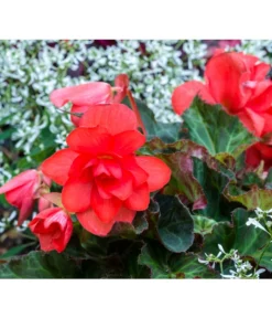 Knollenbegonie, Verschiedene Farben -Compo Verkaufsgeschäft 8815110 PR MO 001 BegoniaBegonieBGALucknerMai2017