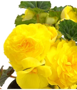 Knollenbegonie, Verschiedene Farben -Compo Verkaufsgeschäft 8815110 WE DE 002 KnollenbegonieBegoniaTuberhybridaT12OWDehnerExpressHerzig