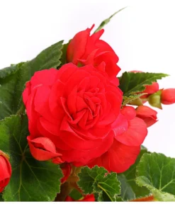 Knollenbegonie, Verschiedene Farben -Compo Verkaufsgeschäft 8815110 WE DE 003 KnollenbegonieBegoniaTuberhybridaT12OWDehnerExpressHerzig