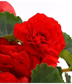 Knollenbegonie, Verschiedene Farben -Compo Verkaufsgeschäft 8815110 WE DE 004 KnollenbegonieBegoniaTuberhybridaT12OWDehnerExpressHerzig