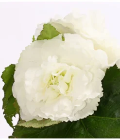 Knollenbegonie, Verschiedene Farben -Compo Verkaufsgeschäft 8815110 WE DE 005 KnollenbegonieBegoniaTuberhybridaT12OWDehnerExpressHerzig