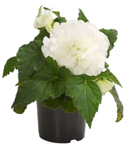 Knollenbegonie, Verschiedene Farben -Compo Verkaufsgeschäft 8815110 WE FS 005 KnollenbegonieBegoniaTuberhybridaT12OWDehnerExpressHerzig