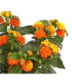 Wandelröschen -Compo Verkaufsgeschäft 8815292 PR de 001 WandelroeschenLantanaCamaraT12DehnerExpressHerzig