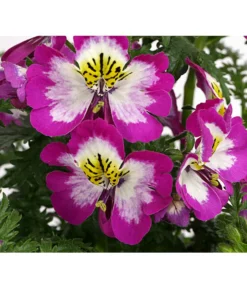 Bauernorchidee -Compo Verkaufsgeschäft 8815367 PR DE 002 SchizanthusT12DehnerExpressHerzig