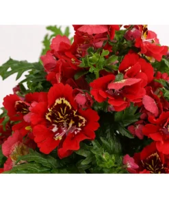 Bauernorchidee -Compo Verkaufsgeschäft 8815367 PR DE 003 SchizanthusT12DehnerExpressHerzig