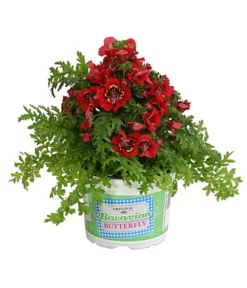 Bauernorchidee -Compo Verkaufsgeschäft 8815367 PR FS 003 SchizanthusT12DehnerExpressHerzig