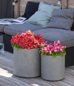 Bauernorchidee -Compo Verkaufsgeschäft 8815367 WE MO 001 Bauernorchidee