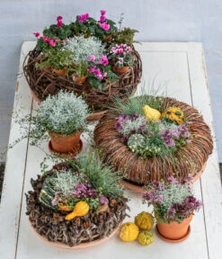 Midi Alpenveilchen, Verschiedene Sorten -Compo Verkaufsgeschäft 8815763 6273635 WE MO 001 MuecaKrazWeinrebeFrost