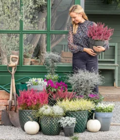 Zickzackstrauch -Compo Verkaufsgeschäft 8815763 WE MO 001 MuecaGitterkrautMuehlenbeckia