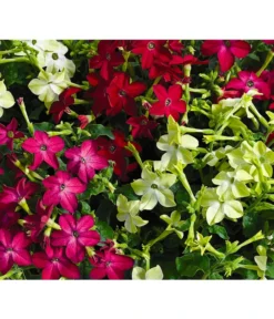 Ziertabak, Verschiedene Farben -Compo Verkaufsgeschäft 8815870 BildFS 001 ZiertabakNicotianaSanderae