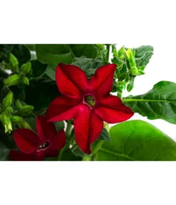 Ziertabak, Verschiedene Farben -Compo Verkaufsgeschäft 8815870 WE DE 001 NicotianaSanderaeT12