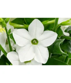 Ziertabak, Verschiedene Farben -Compo Verkaufsgeschäft 8815870 WE DE 001 Nicotiana SanderaeT12