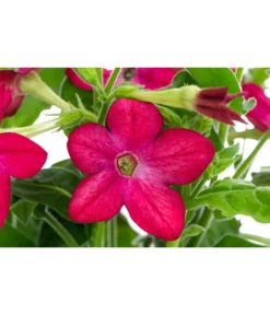 Ziertabak, Verschiedene Farben -Compo Verkaufsgeschäft 8815870 WE DE 002 NicotianaSanderaeT12