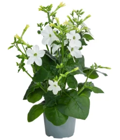 Ziertabak, Verschiedene Farben -Compo Verkaufsgeschäft 8815870 WE FS 004 NicotianaSanderaeT12