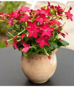 Ziertabak, Verschiedene Farben -Compo Verkaufsgeschäft 8815870 WE MO 003 DehnerZiertabakNicotianaAlataFloradania