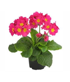 Stängelprimel, Verschiedene Farben -Compo Verkaufsgeschäft 8816498 PR FS 002 StaengelprimelPrimulaElatiorT12DehnerExpressHerzig