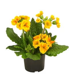 Stängelprimel, Verschiedene Farben -Compo Verkaufsgeschäft 8816498 PR FS 003 StaengelprimelPrimulaElatiorT12DehnerHerzig