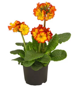 Stängelprimel, Verschiedene Farben -Compo Verkaufsgeschäft 8816498 PR FS 004 StaengelprimelPrimulaElatiorT12DehnerHerzig