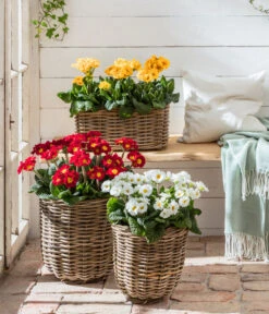 Stängelprimel, Verschiedene Farben -Compo Verkaufsgeschäft 8816498 WE MO 001 StaengelprimelPrimulaElatiorT12BL02