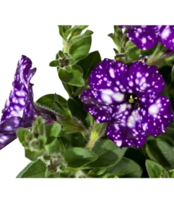 Hängepetunie 'Night Sky' -Compo Verkaufsgeschäft 8816506 WE DE 002 PetuniaNightSky DehnerExpressWunderlich