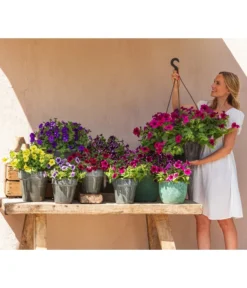 Hängepetunie 'Night Sky' -Compo Verkaufsgeschäft 8816506 WE MO 003 NightSky BestofPetunien