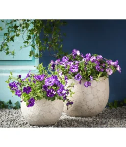 Hängepetunie 'Night Sky' -Compo Verkaufsgeschäft 8816506 WE MO 004 HaengepetunieNightSkyHaengepetunieT12