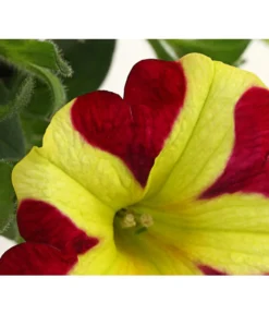 Hängepetunie 'Queen Of Hearts®' -Compo Verkaufsgeschäft 8816555 PR DE 002 HaengepetunieQueenOfHeartsDehnerExpressHerzig