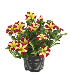 Hängepetunie 'Queen Of Hearts®'