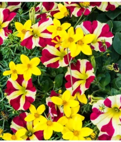 Hängepetunie 'Queen Of Hearts®' -Compo Verkaufsgeschäft 881655 PR MO 001 HaengepetunieQueenOfHeartsBidensGoldmarieLuckner