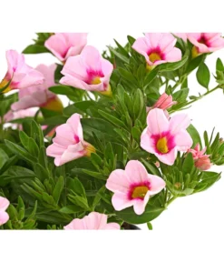 Minihängepetunie 'Rosenauge' -Compo Verkaufsgeschäft 8816639 WE DE 001 MinihaengepetunieCalibrachoaHybrideMixT12OWDehnerExpressHerzig