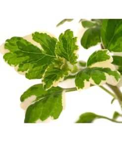 Weihrauch -Compo Verkaufsgeschäft 8817157 WE DE 002 WeihrauchT11