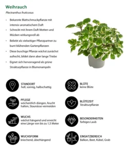 Weihrauch -Compo Verkaufsgeschäft 8817157 WE IG 001 Weihrauch