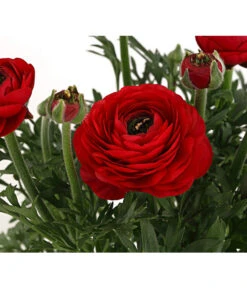 Beet- & Balkonpflanzen-Set Bunter Frühling, 6-teilig -Compo Verkaufsgeschäft 8817348 PR DE 006 RanukelnT14DehnerExpressHerzig