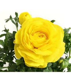 Beet- & Balkonpflanzen-Set Gelber Frühling, 6-teilig -Compo Verkaufsgeschäft 8817355 PR DE 002 RanunkelnT11DehnerExpressHerzig