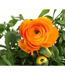 Beet- & Balkonpflanzen-Set Oranger Frühling, 6-teilig -Compo Verkaufsgeschäft 8817355 PR DE 003 RanunkelnT11DehnerExpressHerzig