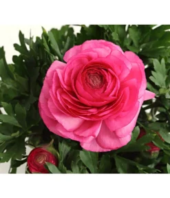 Beet- & Balkonpflanzen-Set Rosa Frühling, 6-teilig -Compo Verkaufsgeschäft 8817355 PR DE 004 RanunkelnT11DehnerExpressHerzig