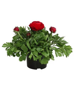 Beet- & Balkonpflanzen-Set Bunter Frühling, 6-teilig -Compo Verkaufsgeschäft 8817355 WE FS 011 RanunkelnT11DehnerExpressHerzig