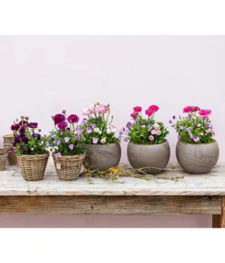 Beet- & Balkonpflanzen-Set Rosa Frühling, 6-teilig -Compo Verkaufsgeschäft 8817355 WE MO 001 FruejahrTrioMixies 1