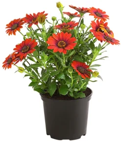 Kapkörbchen 'Purple Sun'