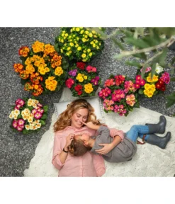 Stängelprimel, Schale -Compo Verkaufsgeschäft 8817397 8261463 WE MO 001 PrimelnPrimulaSchale