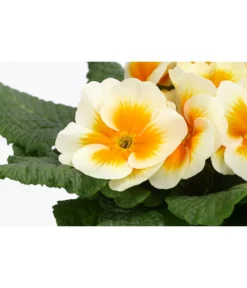 Primel In Sonderfarben, Verschiedene Sorten -Compo Verkaufsgeschäft 8817439 WE DE 001 PrimulaSonderfarbenGelbT12