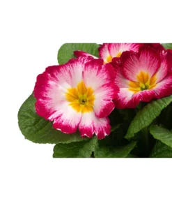 Primel In Sonderfarben, Verschiedene Sorten -Compo Verkaufsgeschäft 8817439 WE DE 002 PrimulaSonderfarbenPinkT12